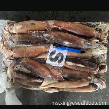 Sotong Bulat Seluruh Illex Argentinus